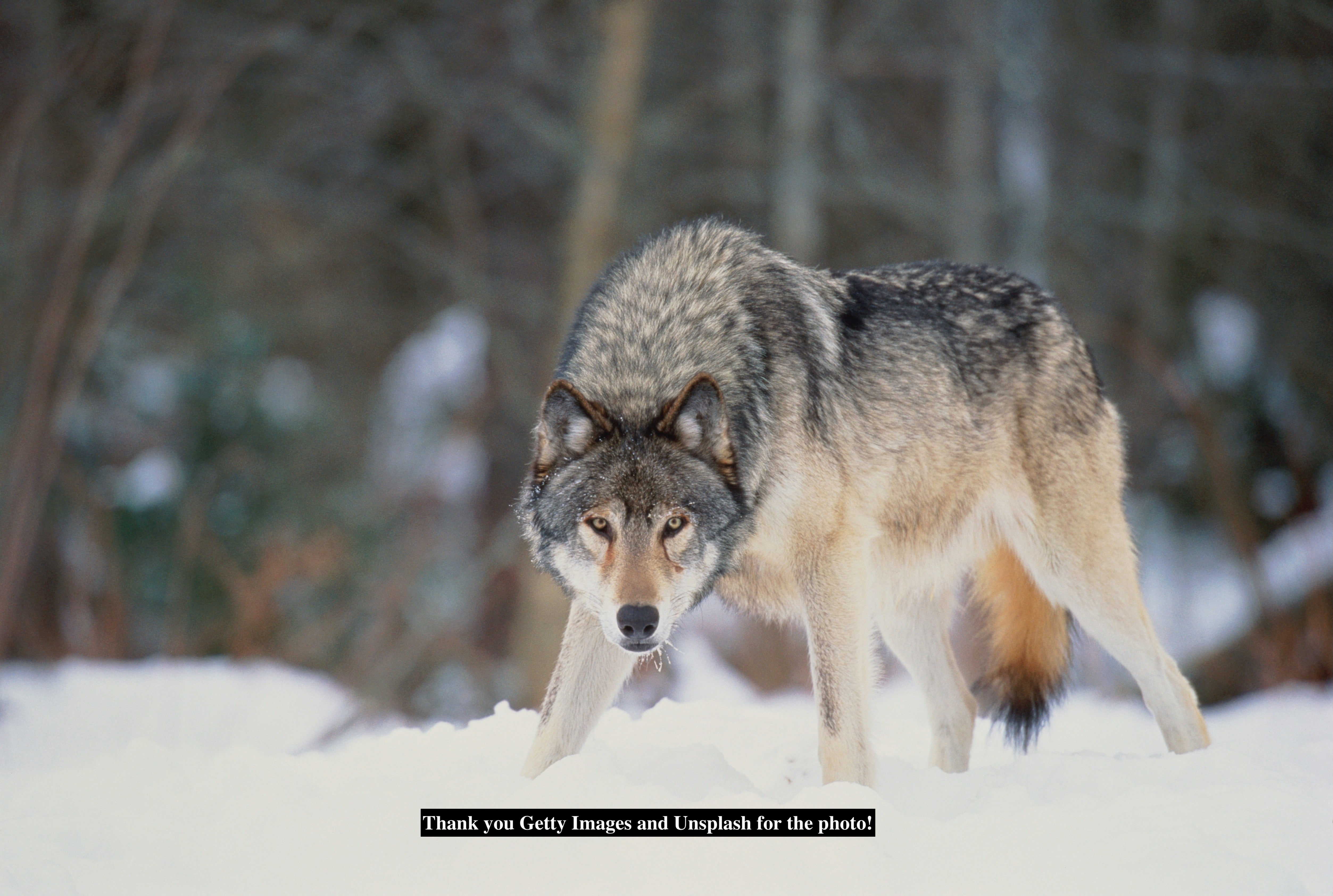 Wolves: The Ecological Workhorses Rebuilding Broken Landscapes