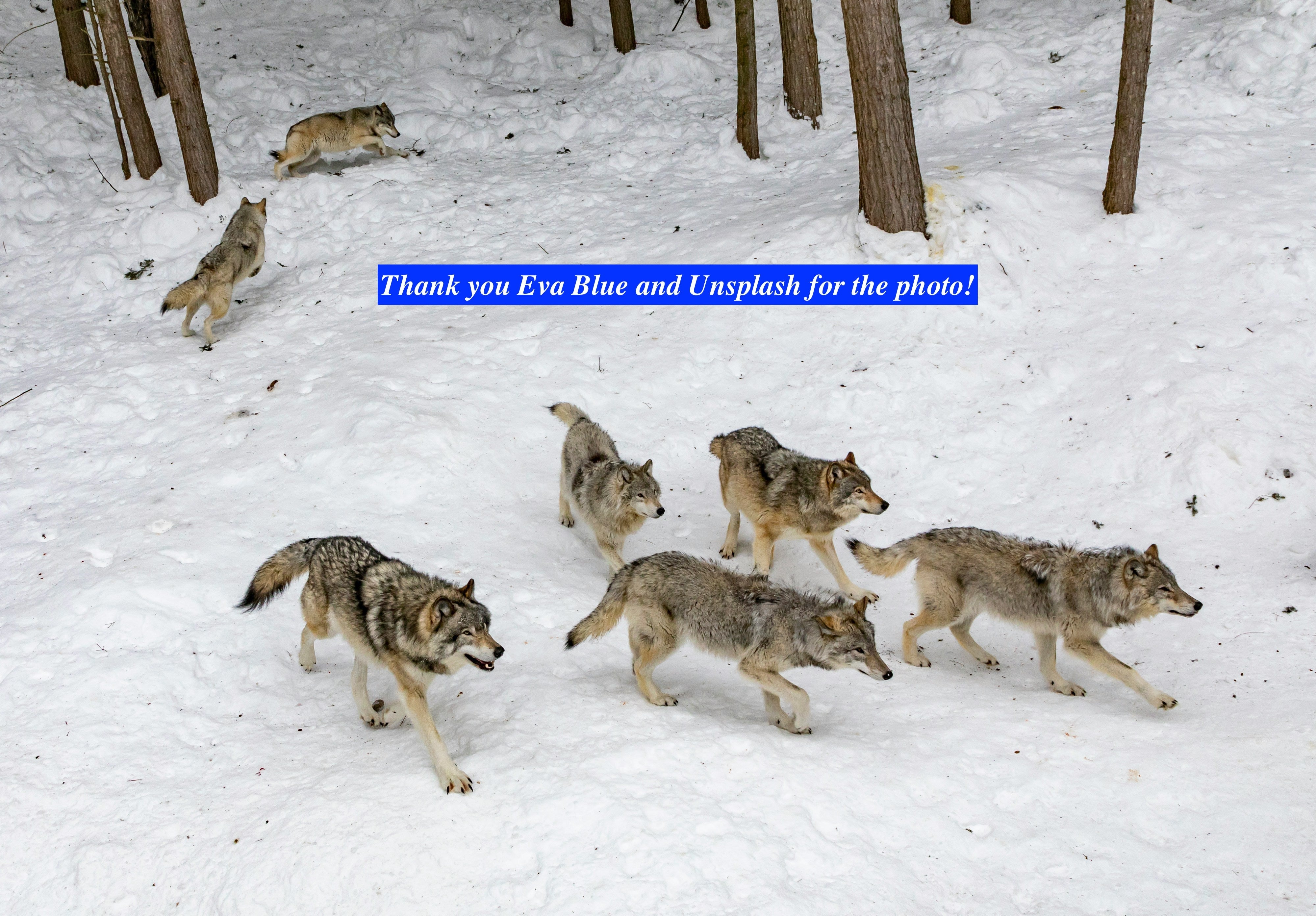 Why Human Hunting Will Never Replace Wolves